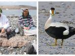 eiderdown-bulu-bebek-laut-termahal-di-dunia-yang-ada-di-pulau-terpencil-islandia.jpg