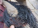 ekor-gajah_20170811_125203.jpg