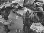 Vladimir Demikhov - Astaga, Ilmuan ini Kejutkan Dunia dengan Membuat Anjing Berkepala Dunia