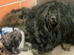 ellen-anjing_20170209_224850.jpg