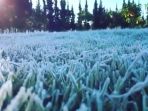 embun-upas_20170726_201708.jpg