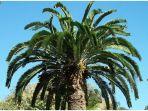 encephalartos-woodii.jpg