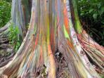 eucalyptus-rainbow_20161008_233243.jpg