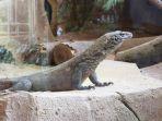 exhibit-komodo-di-taman-safari-bogor.jpg