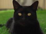 fakta-unik-kucing-hitam.jpg