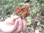 false-morel.jpg