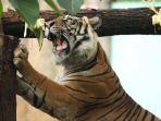 feeding-animal-di-taman-margasatwa-ragunan.jpg