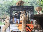 feline-feeding-adventure-di-taman-safari-bogor.jpg