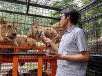 feline-feeding-adventure-taman-safari-bogor.jpg