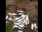 fenomena-aneh-hujan-ikan-tahunan-di-yoro-honduras-yang-dikenal-sebagai-lluvia-de-peces.jpg