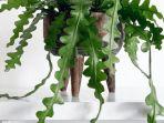 Tanaman Hias Fishbone Cactus Diprediksi Bakal Populer di Tahun 2021, Seperti Apa?