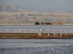 flamingo-di-danau-natron.jpg