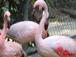 flamingo-di-kebun-binatang-surabaya.jpg
