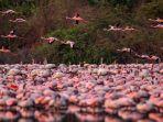 flamingo-hs.jpg