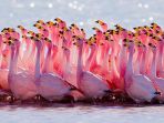 flamingo_20180401_142721.jpg