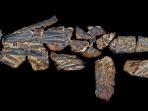 fosil-australopachycormus-hurleyi_20161016_221156.jpg