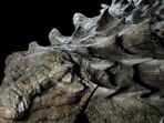 fosil-dinosaurus_20170523_210927.jpg