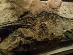 fosil-ichthyosaurus.jpg