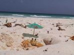 foto-kepiting_20170813_202149.jpg
