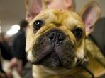 french-bulldog.jpg