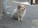 fu-shi-si-anjing-setia_20170612_204920.jpg