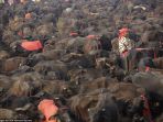 gadhimai_20180417_194648.jpg