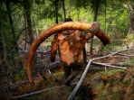gading-mammoth_20170618_174353.jpg