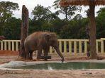 gajah-asia-yang-baru-tiba-kaavan-minum-air-di-kandang-barunya.jpg