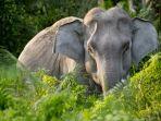 Viral Karena Berpose Telanjang di Atas Gajah Langka di Bali, Model Asal Rusia Ini Minta Maaf
