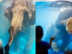 gajah-dalam-tangki-air-raksasa-di-kebun-binatang-thailand_20181011_112017.jpg