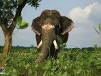 gajah-di-rumah-sakit-wildlife-sos.jpg