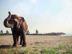 gajah-di-safari-beach-jateng.jpg
