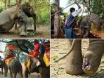 gajah-di-thailand_20180507_150358.jpg