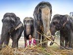 gajah-gajah-di-wildlife-sos-elephant-hospital.jpg