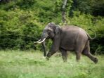 gajah-india_20180327_103034.jpg