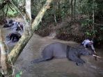 gajah-mandi_20170807_102538.jpg
