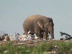 gajah-mengais-ais-sampah_20180426_160357.jpg