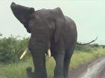 gajah-menyerang.jpg