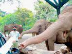 gajah-taman-safari-prigen-gambar.jpg