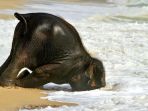 gajah-tertidur_20181017_143013.jpg