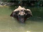 gajah-yang-mati-di-kerala-india.jpg