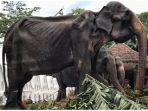 gajah.jpg