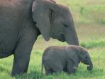 gajah_20161007_223628.jpg