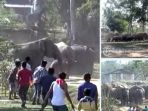 gajah_20170111_222235.jpg