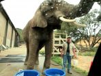 gajah_20170118_230617.jpg