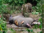 gajah_20170422_125702.jpg