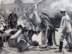 gajah_20170430_142022.jpg
