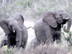 gajah_20170524_213118.jpg