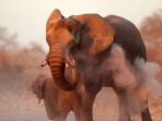 gajah_20170818_204402.jpg