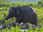 gajah_20170906_185104.jpg